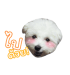 ThreeDotsBoy Maltese（個別スタンプ：5）