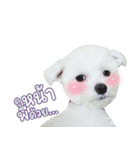ThreeDotsBoy Maltese（個別スタンプ：6）