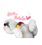 ThreeDotsBoy Maltese（個別スタンプ：7）