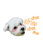 ThreeDotsBoy Maltese（個別スタンプ：8）
