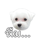 ThreeDotsBoy Maltese（個別スタンプ：9）