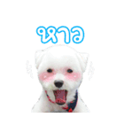 ThreeDotsBoy Maltese（個別スタンプ：10）
