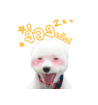 ThreeDotsBoy Maltese（個別スタンプ：11）