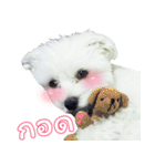 ThreeDotsBoy Maltese（個別スタンプ：12）