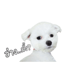 ThreeDotsBoy Maltese（個別スタンプ：13）