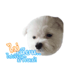 ThreeDotsBoy Maltese（個別スタンプ：14）