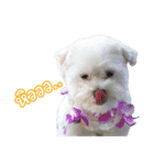 ThreeDotsBoy Maltese（個別スタンプ：15）