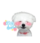 ThreeDotsBoy Maltese（個別スタンプ：16）