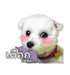 ThreeDotsBoy Maltese（個別スタンプ：17）