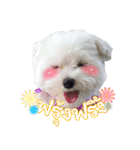 ThreeDotsBoy Maltese（個別スタンプ：18）
