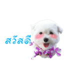 ThreeDotsBoy Maltese（個別スタンプ：19）