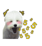 ThreeDotsBoy Maltese（個別スタンプ：20）