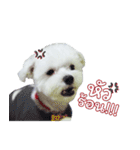 ThreeDotsBoy Maltese（個別スタンプ：21）