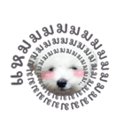 ThreeDotsBoy Maltese（個別スタンプ：22）