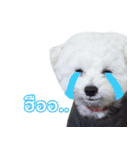 ThreeDotsBoy Maltese（個別スタンプ：23）