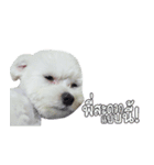 ThreeDotsBoy Maltese（個別スタンプ：24）
