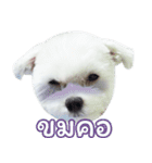 ThreeDotsBoy Maltese（個別スタンプ：25）