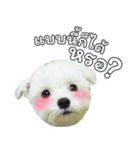 ThreeDotsBoy Maltese（個別スタンプ：26）