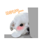 ThreeDotsBoy Maltese（個別スタンプ：27）