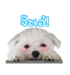 ThreeDotsBoy Maltese（個別スタンプ：28）
