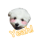 ThreeDotsBoy Maltese（個別スタンプ：29）