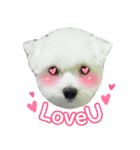 ThreeDotsBoy Maltese（個別スタンプ：30）