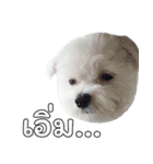 ThreeDotsBoy Maltese（個別スタンプ：31）