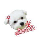 ThreeDotsBoy Maltese（個別スタンプ：32）