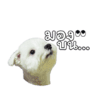 ThreeDotsBoy Maltese（個別スタンプ：33）