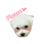 ThreeDotsBoy Maltese（個別スタンプ：34）