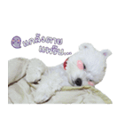 ThreeDotsBoy Maltese（個別スタンプ：35）