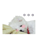 ThreeDotsBoy Maltese（個別スタンプ：36）