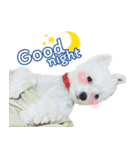 ThreeDotsBoy Maltese（個別スタンプ：37）