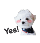 ThreeDotsBoy Maltese（個別スタンプ：38）