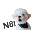 ThreeDotsBoy Maltese（個別スタンプ：39）