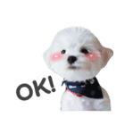 ThreeDotsBoy Maltese（個別スタンプ：40）