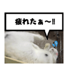 飼いうさぎ さくら（個別スタンプ：1）