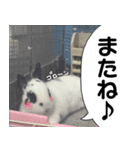 飼いうさぎ さくら（個別スタンプ：14）