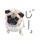 NO PUG NO LIFE その2（個別スタンプ：1）