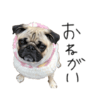NO PUG NO LIFE その2（個別スタンプ：2）