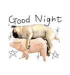 NO PUG NO LIFE その2（個別スタンプ：3）