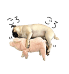 NO PUG NO LIFE その2（個別スタンプ：4）