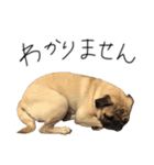 NO PUG NO LIFE その2（個別スタンプ：5）