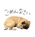 NO PUG NO LIFE その2（個別スタンプ：6）