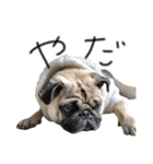 NO PUG NO LIFE その2（個別スタンプ：7）