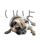 NO PUG NO LIFE その2（個別スタンプ：8）