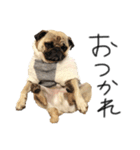 NO PUG NO LIFE その2（個別スタンプ：9）