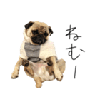 NO PUG NO LIFE その2（個別スタンプ：10）