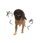 NO PUG NO LIFE その2（個別スタンプ：11）
