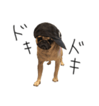 NO PUG NO LIFE その2（個別スタンプ：12）